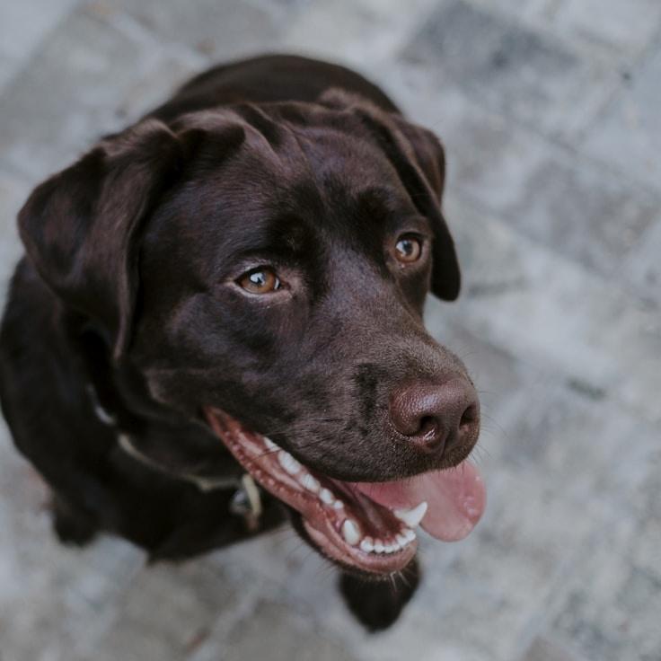 School environment for families in Amsterdam, Netherlands